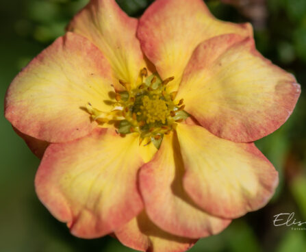3404_11130_Potentilla_fruticosa_Bella_Apple_har.poosasmaran..jpg