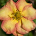 3404_11130_Potentilla_fruticosa_Bella_Apple_har.poosasmaran..jpg
