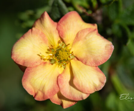 3404_11131_Potentilla_fruticosa_Bella_Apple_har.poosasmaran.jpg