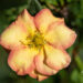 3404_11131_Potentilla_fruticosa_Bella_Apple_har.poosasmaran.jpg