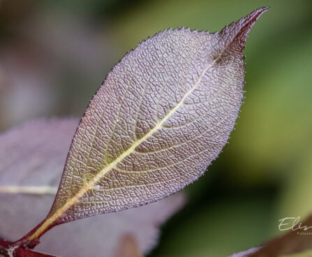3406_9699_Weigela_florida_veigela.jpg
