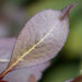 3406_9699_Weigela_florida_veigela.jpg