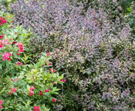 3406_9704_Weigela_florida_veigela_6.jpg