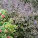 3406_9704_Weigela_florida_veigela_6.jpg