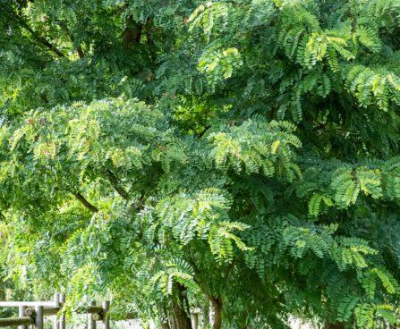3408_9685_Robinia_pseudoacacia_harilik_robiinia.jpg