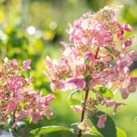 Hydrangea_paniculata_Wims_Red_aed-hortensia