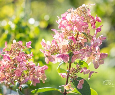 Hydrangea_paniculata_Wims_Red_aed-hortensia