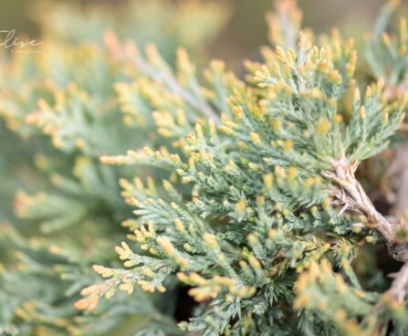 3424_10079_Juniperus_horizontalis_Glacier_roomav_kadakas.jpg