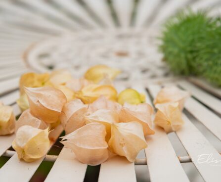 3444_10536_Physalis_fuusal.jpg