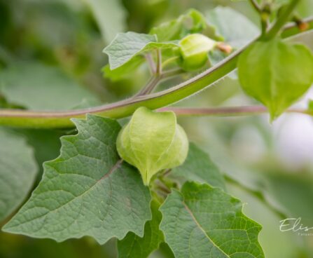 3444_10537_Physalis_fuusal._2.jpg