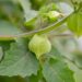 3444_10537_Physalis_fuusal._2.jpg