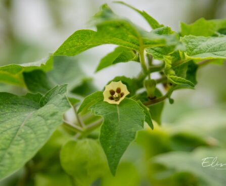 3444_10538_Physalis_fuusal..jpg