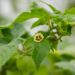 3444_10538_Physalis_fuusal..jpg