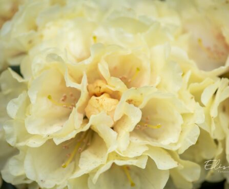 3467_10215_Rhododendron_Centennial_Gold_rododendron..jpg