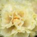 3467_10215_Rhododendron_Centennial_Gold_rododendron..jpg