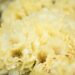 3467_10216_Rhododendron_Centennial_Gold_rododendron.jpg