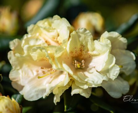 3467_9989_Rhododendron_Centennial_Gold_rododendron_2.jpg