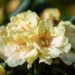 3467_9989_Rhododendron_Centennial_Gold_rododendron_2.jpg