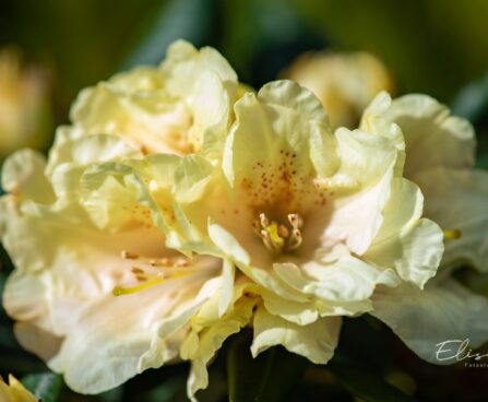 3467_9990_Rhododendron_Centennial_Gold_rododendron.jpg
