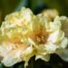 3467_9990_Rhododendron_Centennial_Gold_rododendron.jpg