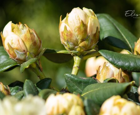 3467_9991_Rhododendron_Centennial_Gold_rododendron_3.jpg