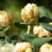 3467_9991_Rhododendron_Centennial_Gold_rododendron_3.jpg