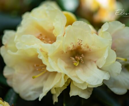 3467_9992_Rhododendron_Centennial_Gold_rododendron_4.jpg