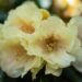 3467_9992_Rhododendron_Centennial_Gold_rododendron_4.jpg