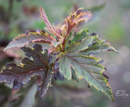 3501_10529_Physocarpus_opulifolius_Chameleon_lodjap-poisenelas_4.jpg