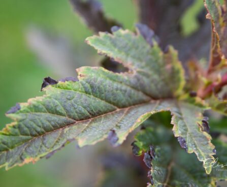 3501_10530_Physocarpus_opulifolius_Chameleon_lodjap-poisenelas_5.jpg