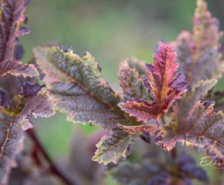 3501_10531_Physocarpus_opulifolius_Chameleon_lodjap-poisenelas_6.jpg