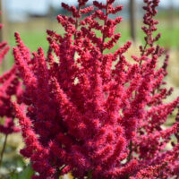 3552_10735_Astilbe_Cardinal_2018b_-D-.jpg