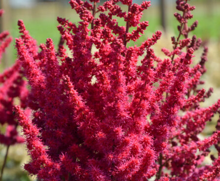 3552_10735_Astilbe_Cardinal_2018b_-D-.jpg