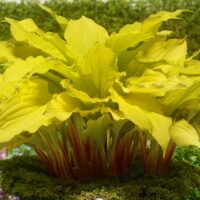 3579_10757_Hosta_Lipstick_Blonde_-D-.jpg