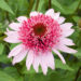 3631_10629_ECH_PapalloSemiDouble_Pink_441244_siilkubar.jpg