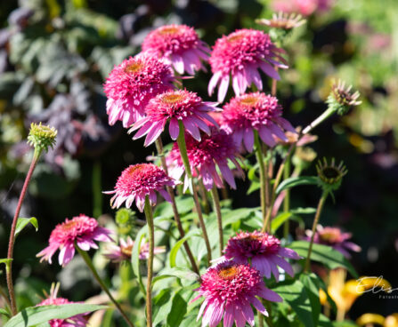 3631_10920_Echinacea_purpurea_siilkubar.jpg
