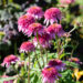 3631_10920_Echinacea_purpurea_siilkubar.jpg