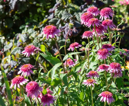 3631_10921_Echinacea_purpurea_siilkubar_2.jpg