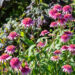 3631_10921_Echinacea_purpurea_siilkubar_2.jpg