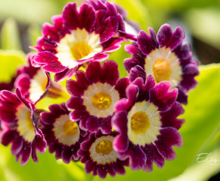 3692_11035_Primula_auricula__priimula.jpg