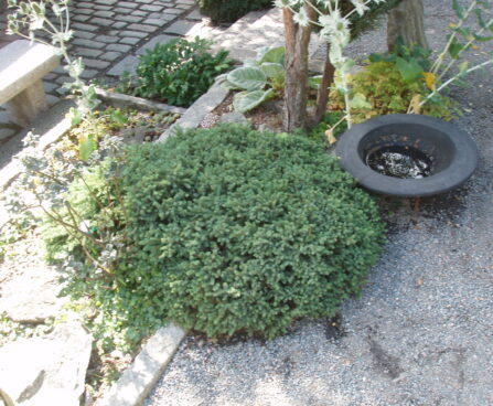 185_476_Picea_glauca_Echiniformis.JPG