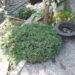 185_476_Picea_glauca_Echiniformis.JPG