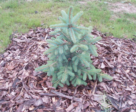 Picea_pungens_f.glauca torkav kuusk