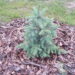 Picea_pungens_f.glauca torkav kuusk