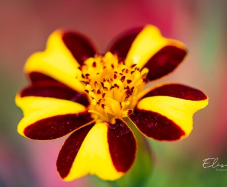 3369_10259_Tagetes_patula_Striped_Marvel_peiulill.jpg