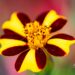 3369_10259_Tagetes_patula_Striped_Marvel_peiulill.jpg