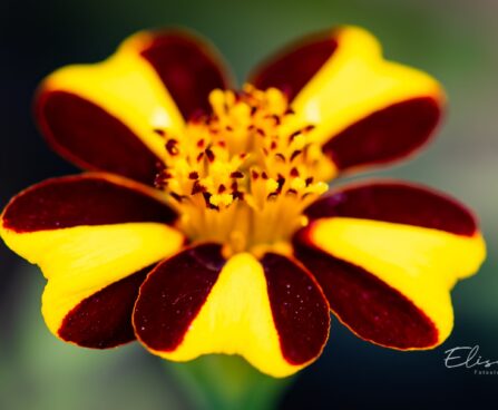 3369_10289_Tagetes_patula_Striped_Marvel_peiulill_2.jpg