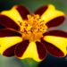 3369_10289_Tagetes_patula_Striped_Marvel_peiulill_2.jpg