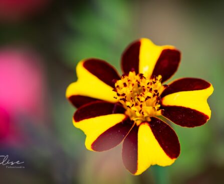 3369_10290_Tagetes_patula_Striped_Marvel_peiulill_3.jpg