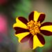 3369_10290_Tagetes_patula_Striped_Marvel_peiulill_3.jpg